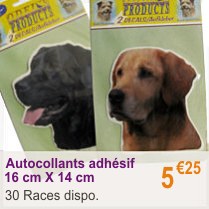 chien_adhesif